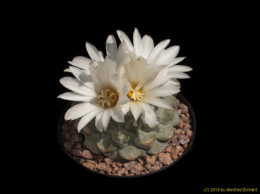 Strombocactus disciformis 2307